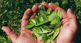 HOJA COCA
