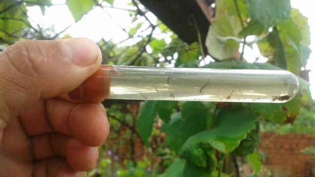 dengue larva