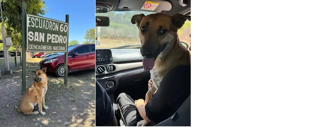 gringo la mendieta perrito