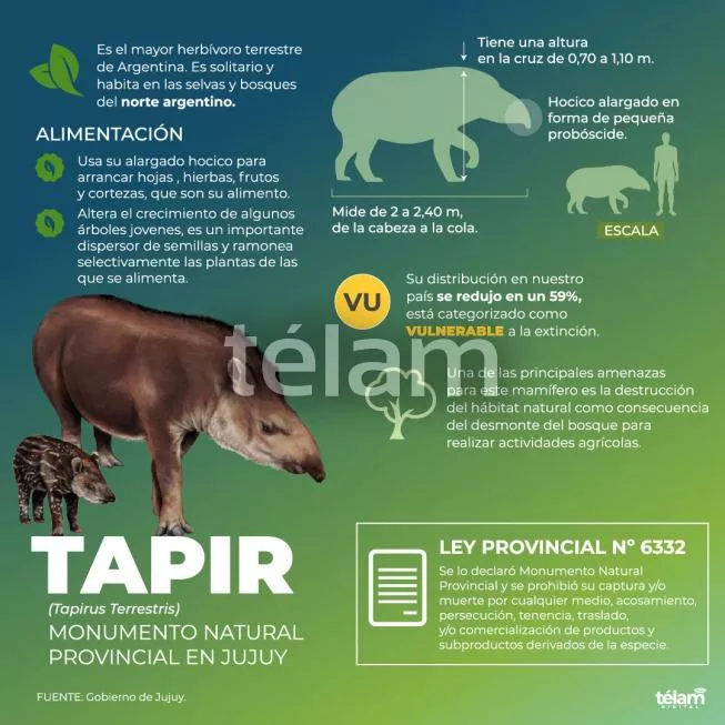 Tapir monumento natural de Jujuy