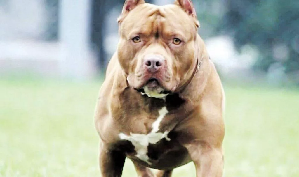 PITBUL