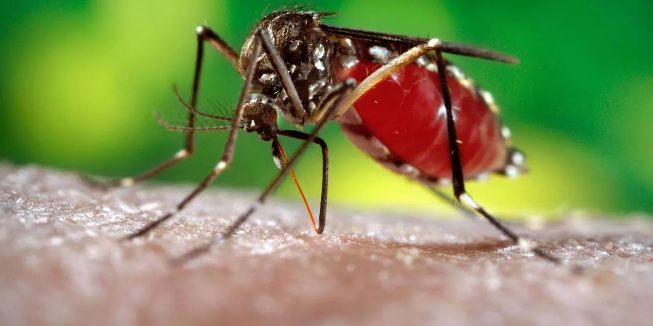 mosquito dengue