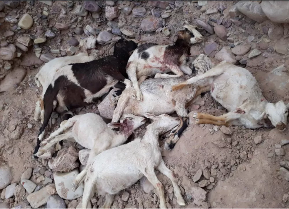 matanza cabras3