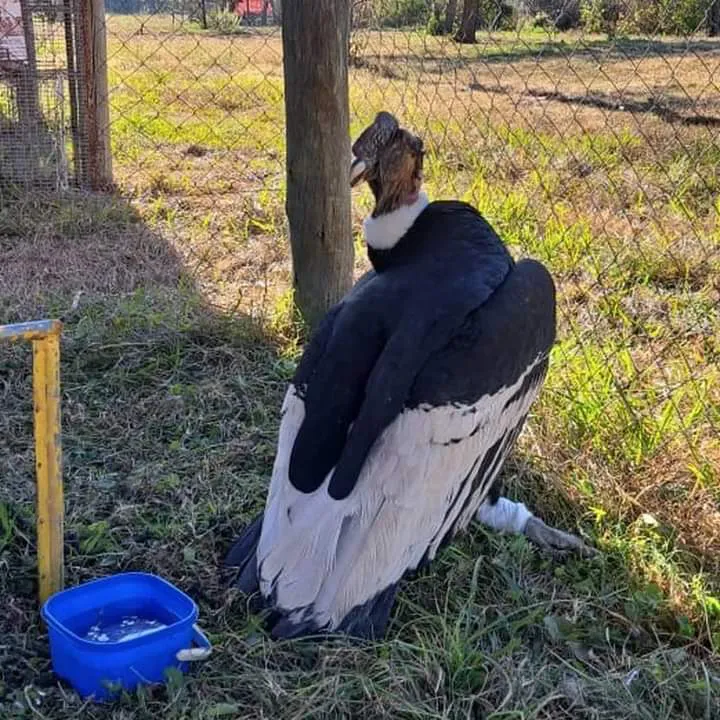 FB_IMG_1687998241294