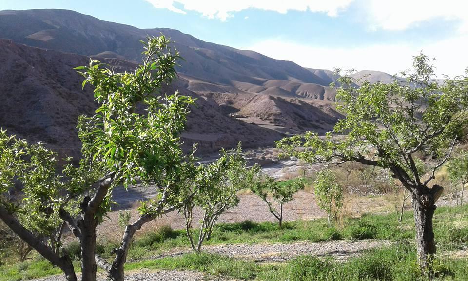 duraznos purmamarca