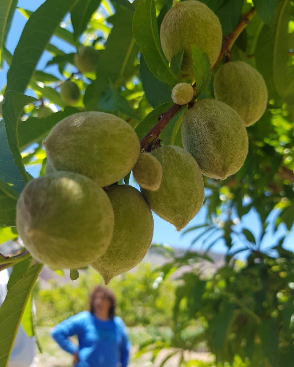 duraznos purmamarca1