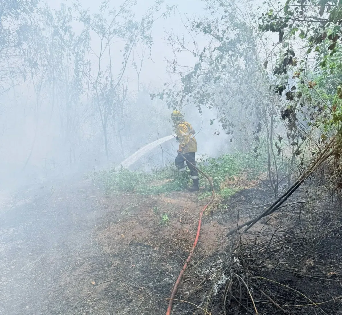 incendios forestal ledesma santa barbara4