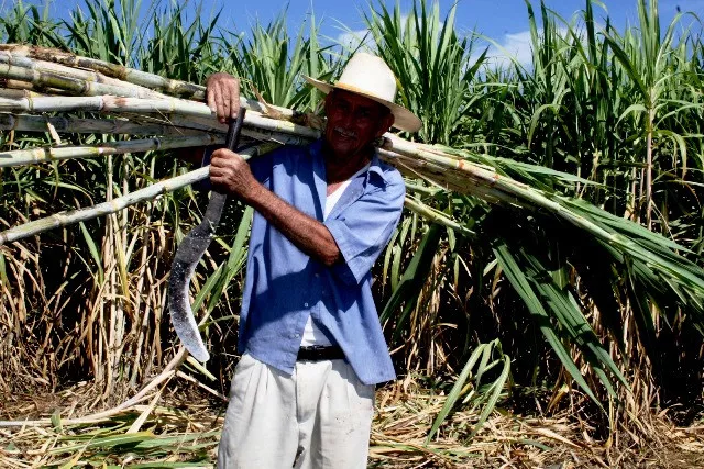 cañero productor