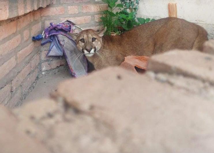 puma1