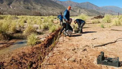 soluciones-basadas-planta-vetiver-1jpeg