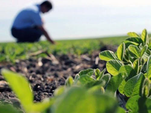 ingeniero agronomo
