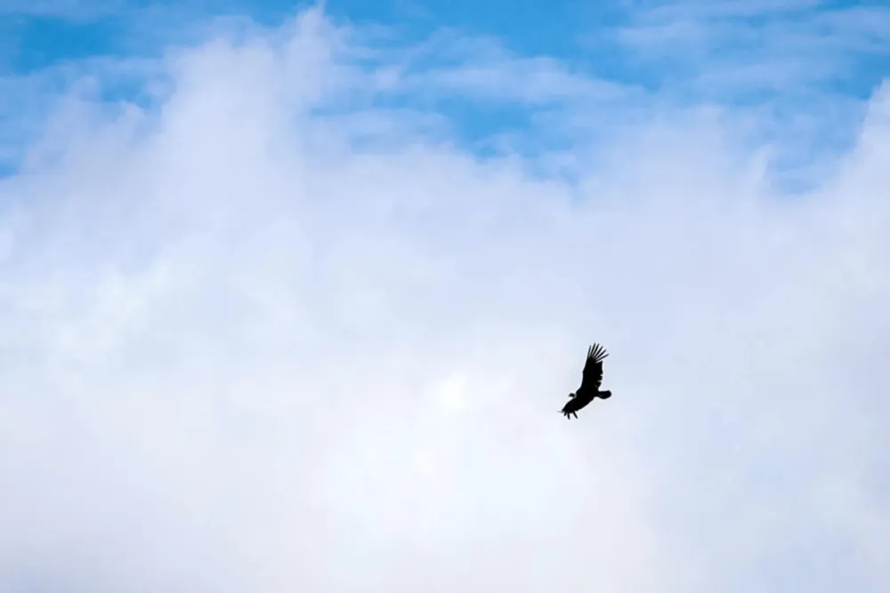 condor andino rescate