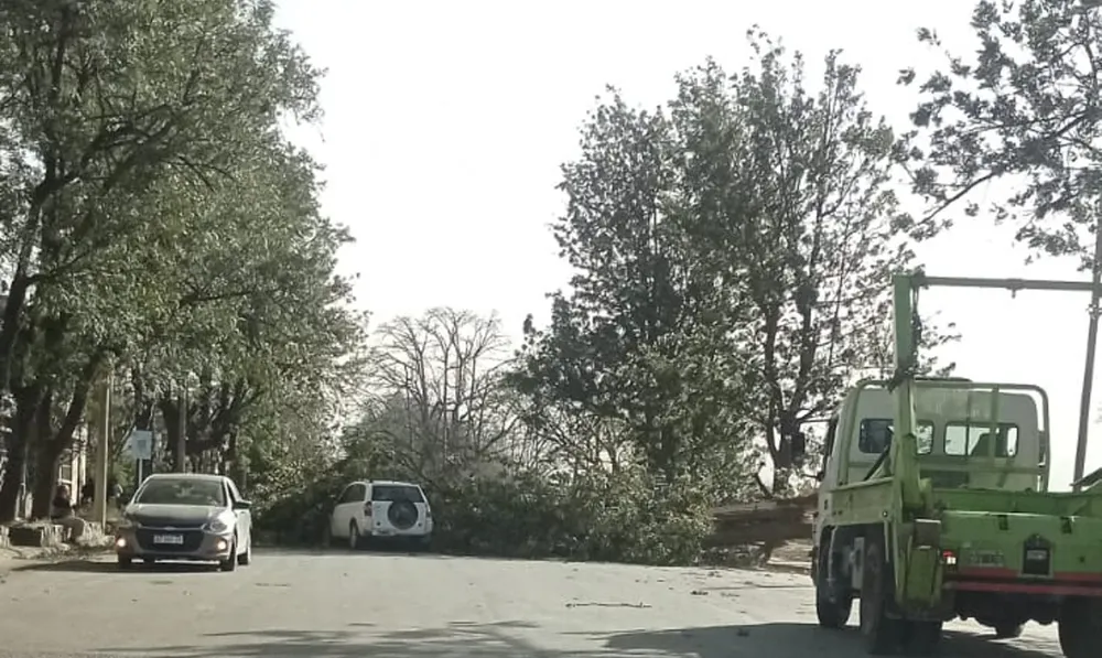 VIENTO NORTE ARBOL CAIDO
