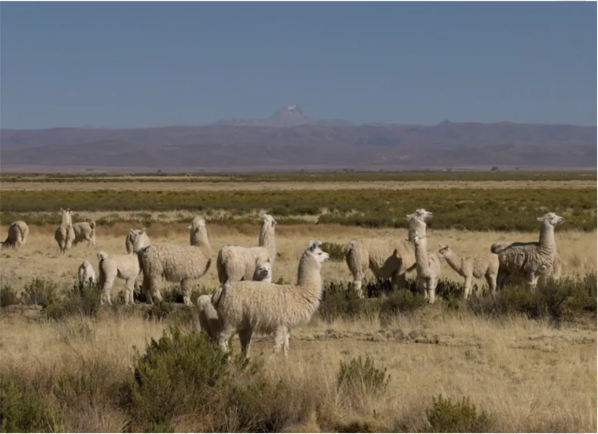 turismo jujuy llamas