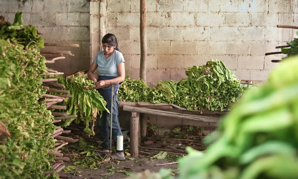 cine alturas wacay-mujeres-del-tabacal