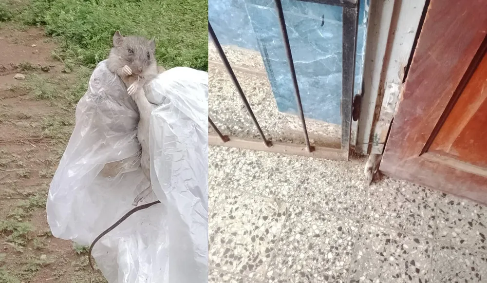 ratas escuela yuto