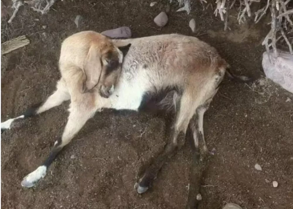matanza cabras
