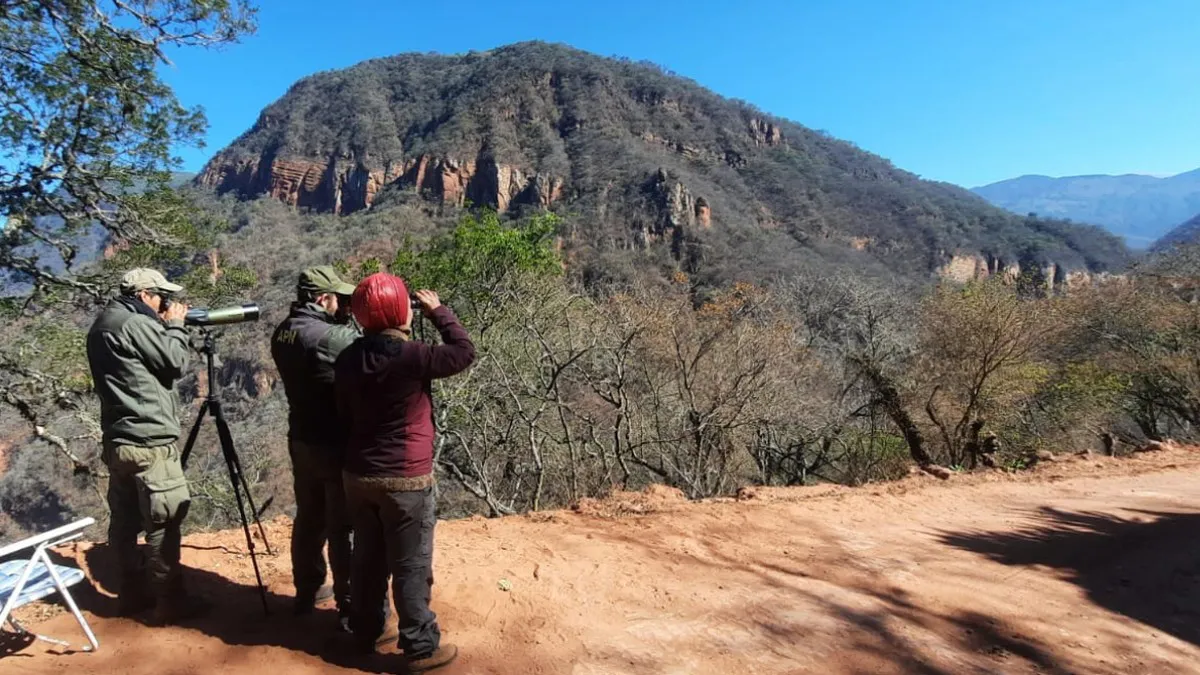 CENSO CONDOR ANDINO2