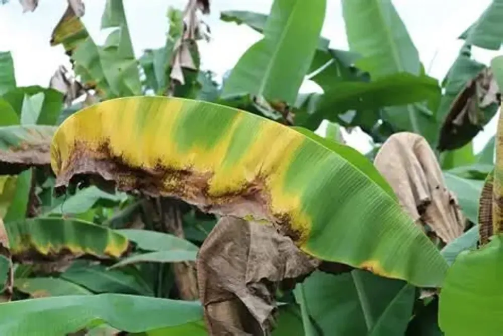 productores bananeros jujuy