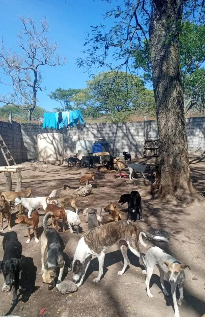 refugio perros