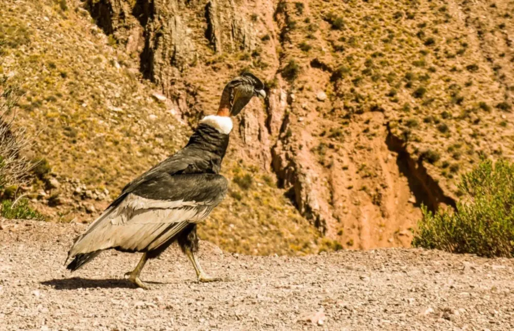 condor andino rescate2