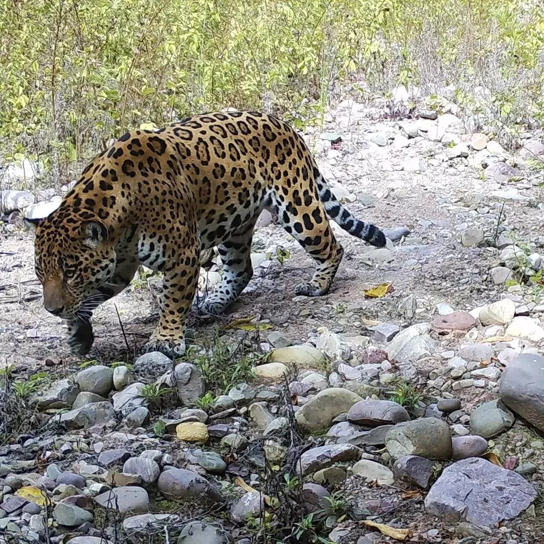 yaguarete calilegua5