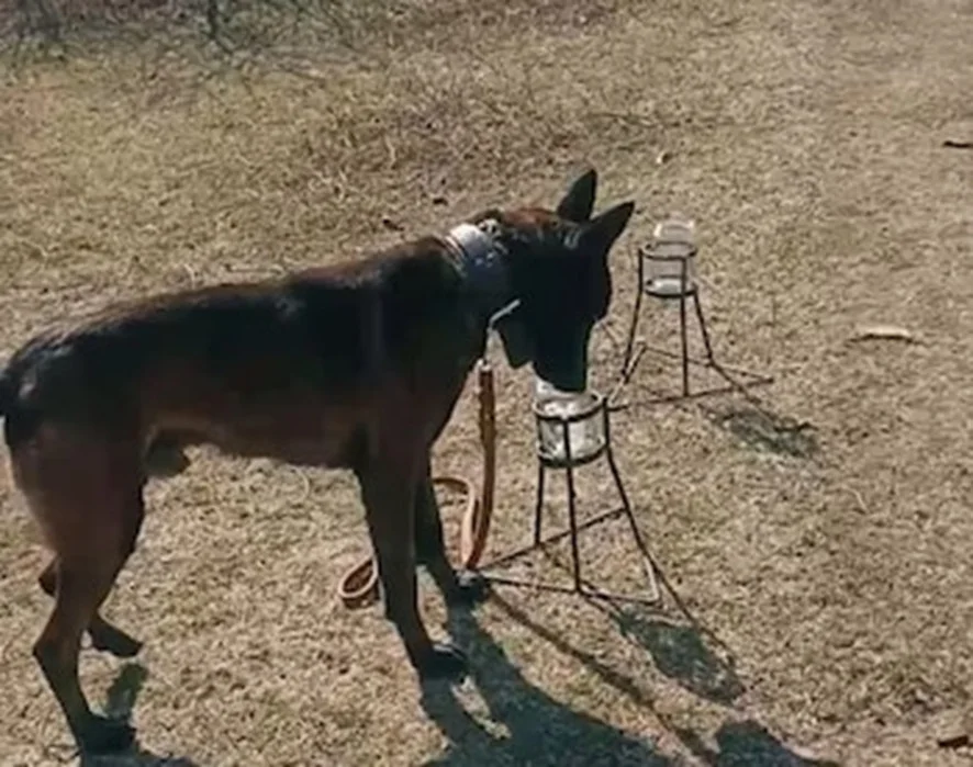 perros entrenados detectar frutas contrabando1