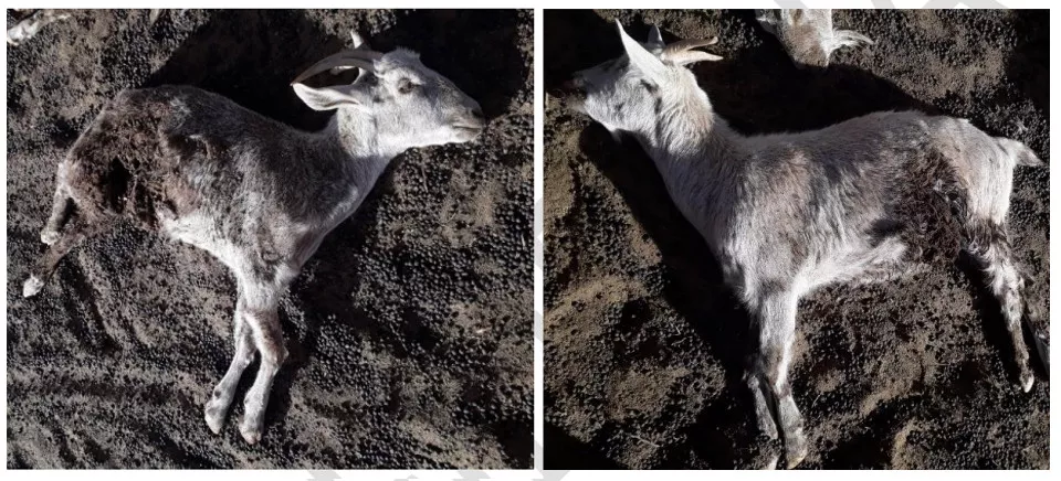 matanza cabras1