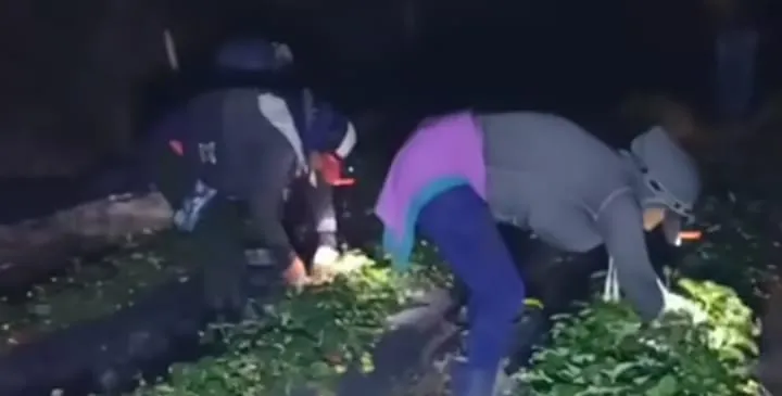cosecha frutilla nocturna