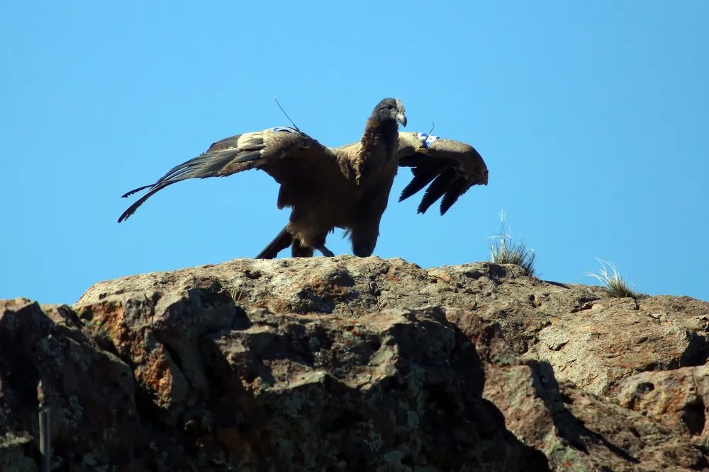 08-10-2023_tres_condor_andino_vultur_gryphus
