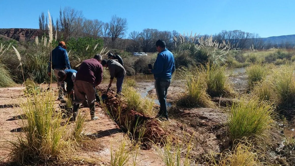soluciones-basadas-planta-vetiverjpeg