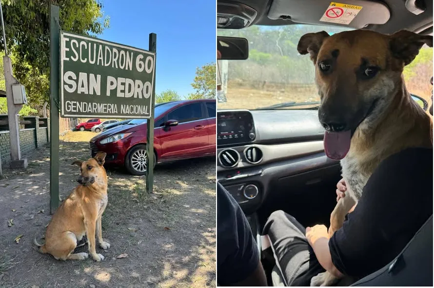gringo la mendieta perrito
