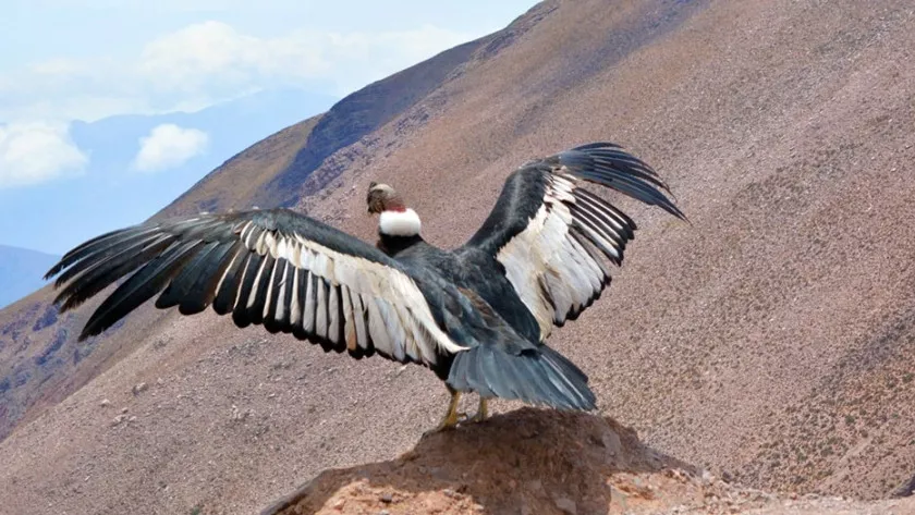 condor andino