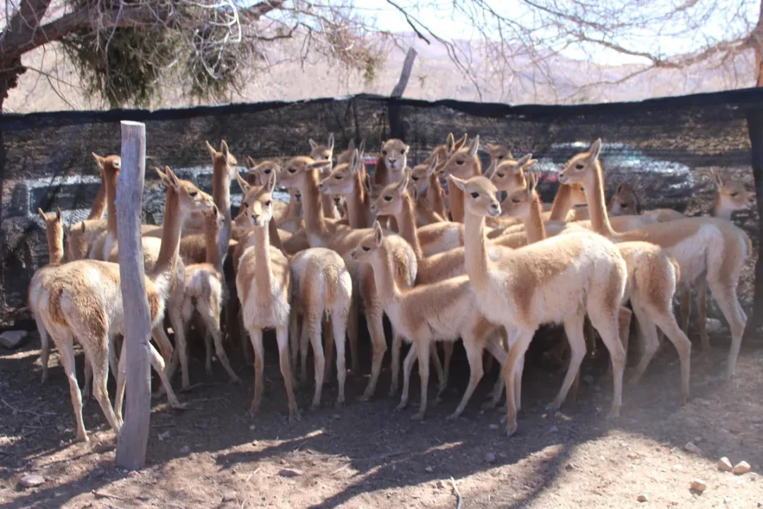 vicuñas criadero ilegal