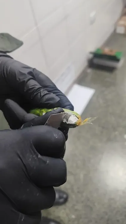 capsuleros drogas gendarme