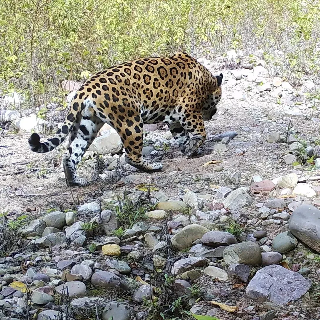 yaguarete calilegua3