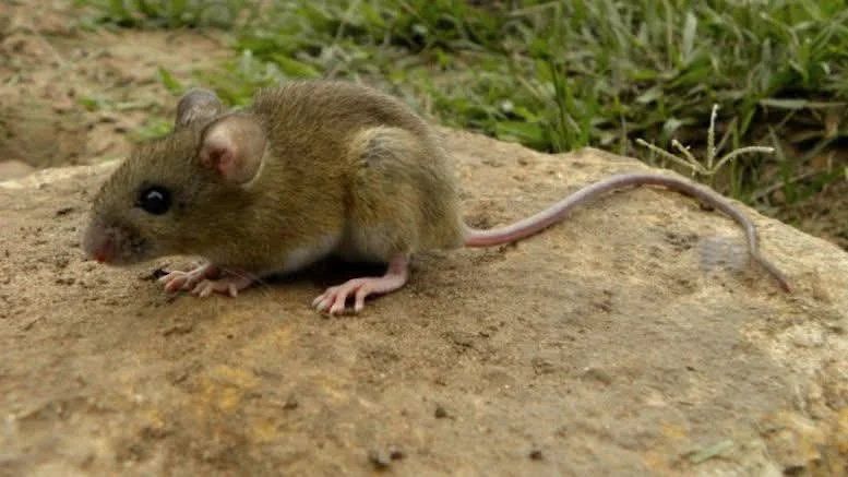 RATON HANTAVIRUS JUJUY