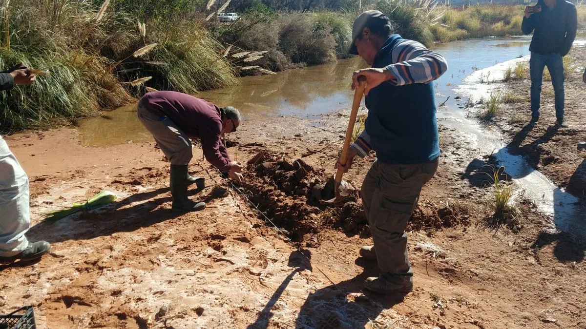 soluciones-basadas-planta-vetiver-2jpeg