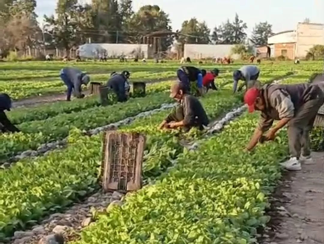 trabajadores ruralesaa