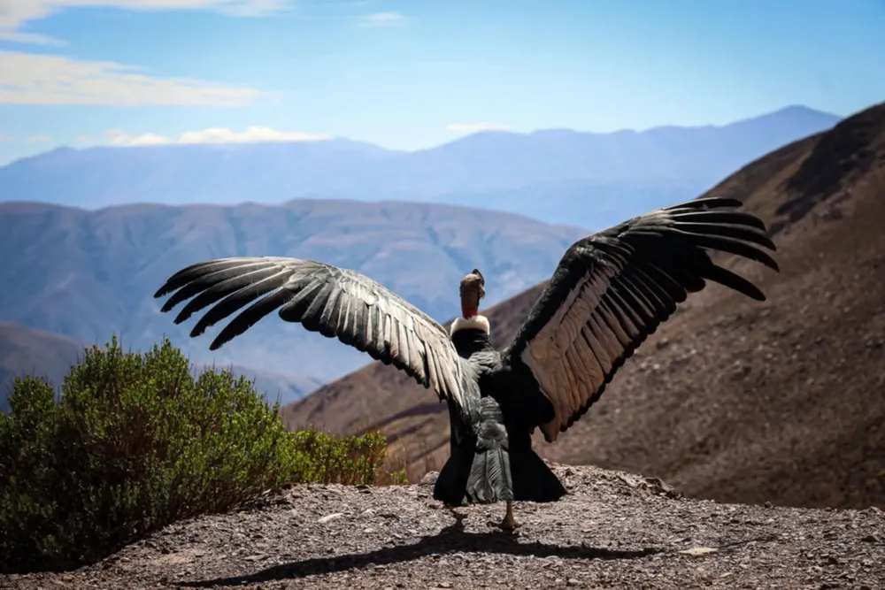 condor andino rescate1