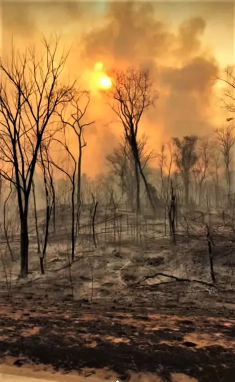 incendios forestales1