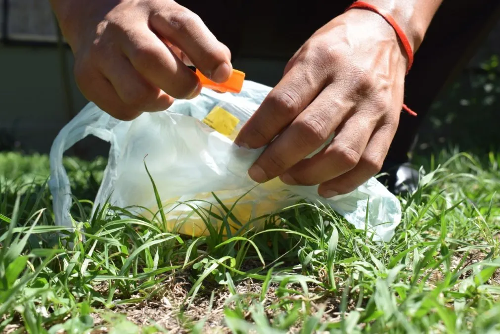 descacharrado-dengue