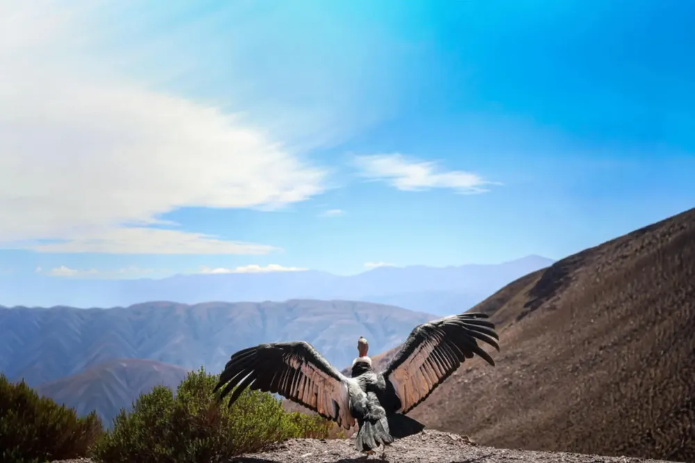condor andino rescate3