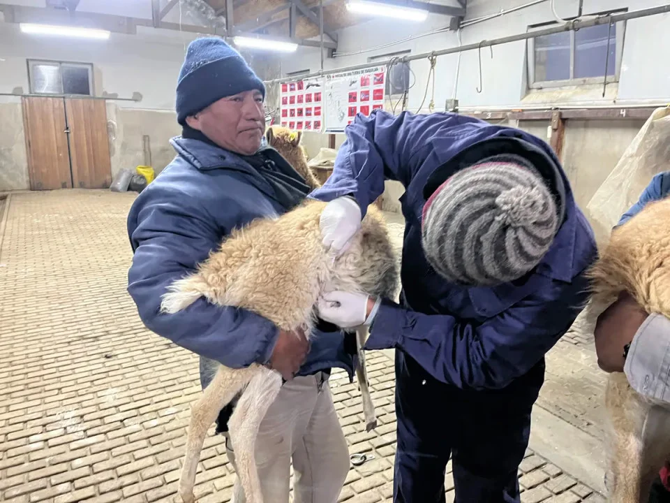 vicuñas criadero ilegal1
