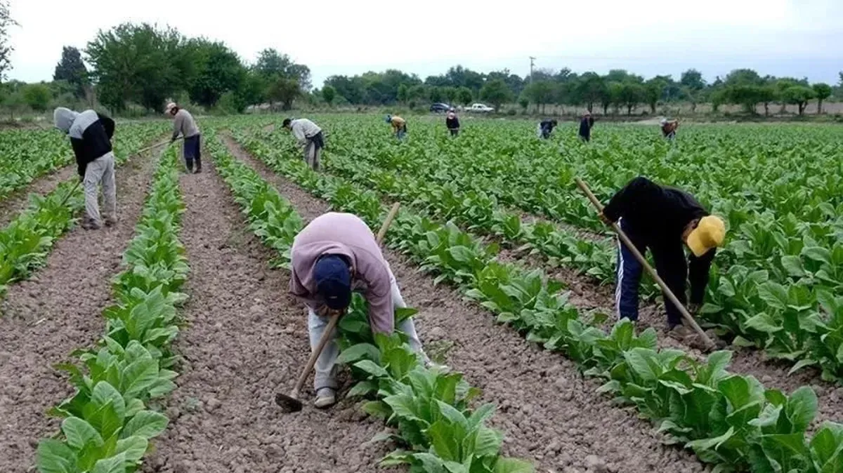 productores tabacaleros jujuy