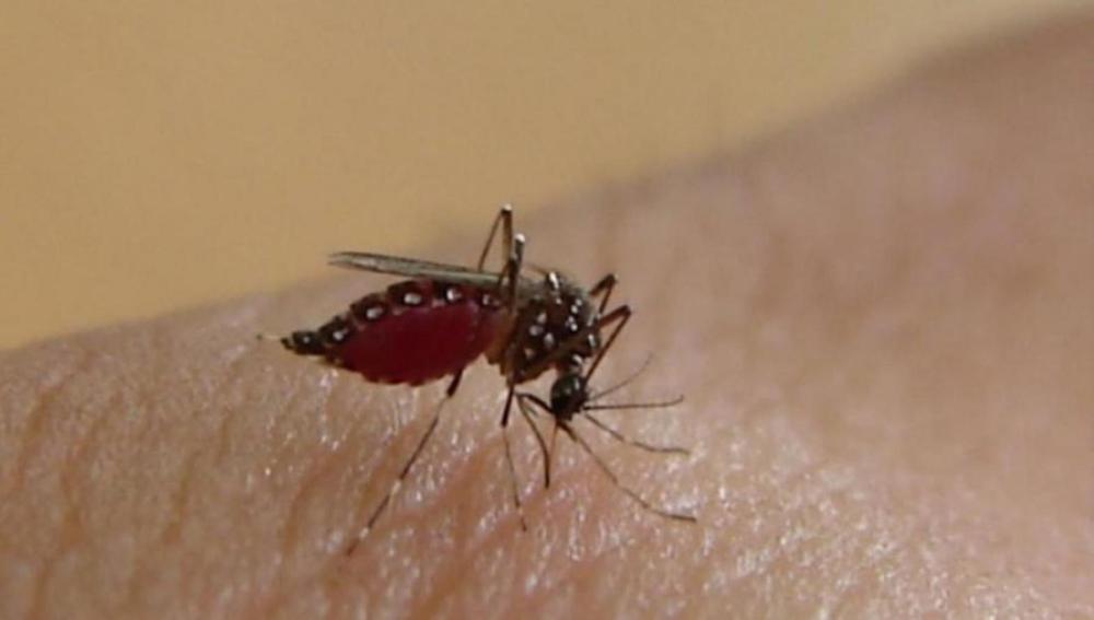 dengue mosquito