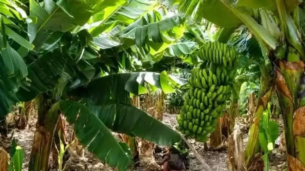 productores bananeros jujuy1