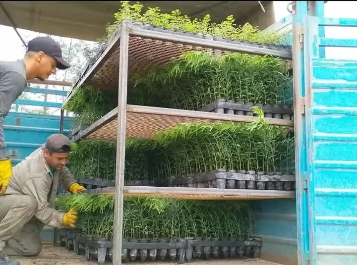 Los plantines entregados corresponden a especies 3