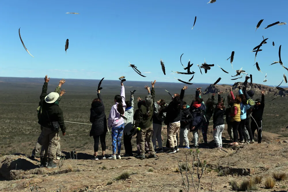 08-10-2023_tres_condor_andino_vultur_gryphus (1)