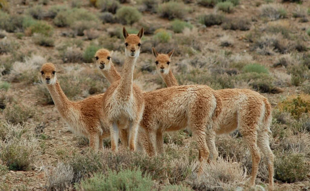 VICUNAS-
